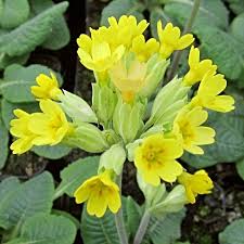 Attēlu rezultāti vaicājumam “Primula veris”