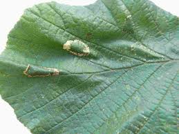 Attēlu rezultāti vaicājumam “Phyllonorycter nicellii”