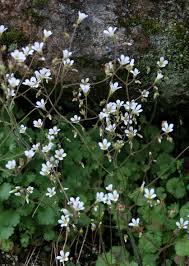 Attēlu rezultāti vaicājumam “Saxifraga granulata leaf”