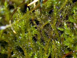 Attēlu rezultāti vaicājumam “Pseudoleskeella nervosa”