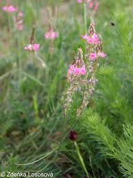 Attēlu rezultāti vaicājumam “Onobrychis arenaria bud”