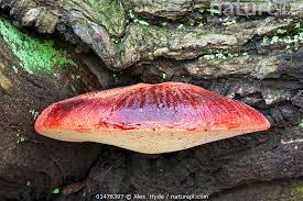 Attēlu rezultāti vaicājumam “Fistulina hepatica”