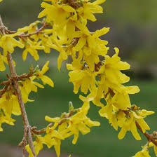 Attēlu rezultāti vaicājumam “Forsythia”