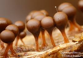 Attēlu rezultāti vaicājumam “Trichia decipiens”