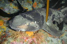 Image result for Cephaloscyllium laticeps