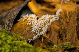 Attēlu rezultāti vaicājumam “Ceratiomyxa fruticulosa young”