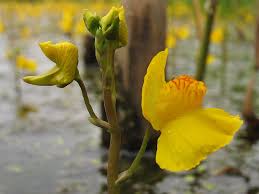 Attēlu rezultāti vaicājumam “Utricularia x neglecta flower”
