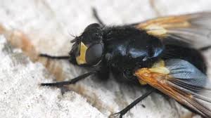 Attēlu rezultāti vaicājumam “Mesembrina meridiana”