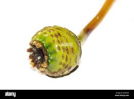 Attēlu rezultāti vaicājumam “Nuphar lutea fruit”