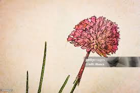 Attēlu rezultāti vaicājumam “Armeria vulgaris flower”