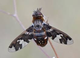 Attēlu rezultāti vaicājumam “Exoprosopa capucina”