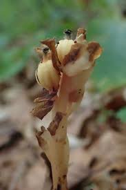 Attēlu rezultāti vaicājumam “Monotropa hypopitys fruit”