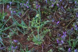 Attēlu rezultāti vaicājumam “Capsella bursa-pastoris flower”
