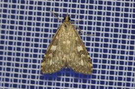 Attēlu rezultāti vaicājumam “Udea olivalis”