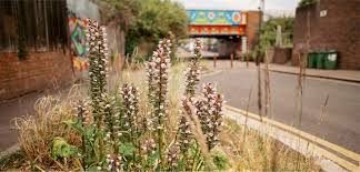 Image result for Greenwich Borough  - Plumstead