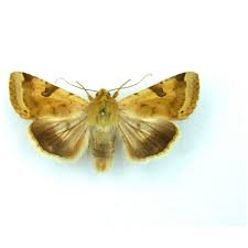 Attēlu rezultāti vaicājumam “Lasiocampa trifolii male”