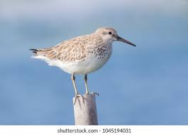 Image result for Calidris tenuirostris