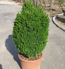 Attēlu rezultāti vaicājumam “Buxus sempervirens”
