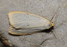 Attēlu rezultāti vaicājumam “Cybosia mesomella”