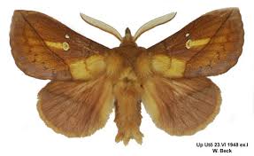 Attēlu rezultāti vaicājumam “Euthrix potatoria imago”