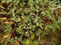 Attēlu rezultāti vaicājumam “Saelania glaucescens”