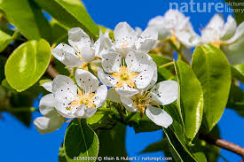 Attēlu rezultāti vaicājumam “Pyrus communis flower”