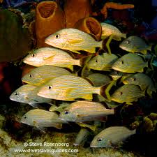 Image result for Haemulon sciurus