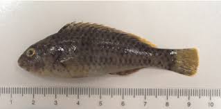 Image result for Sparisoma cretense
