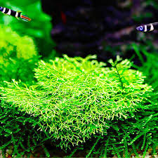 Attēlu rezultāti vaicājumam “Riccia”