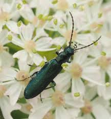 Attēlu rezultāti vaicājumam “Scardia boletella exuvia”