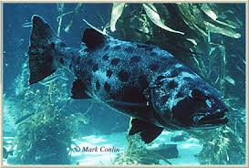 Image result for Stereolepis gigas