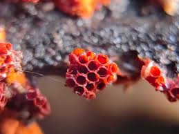 Attēlu rezultāti vaicājumam “Didymium tussilaginis spores”