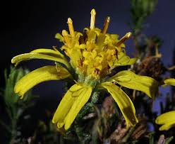 Image result for selvatici tehron