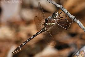 Attēlu rezultāti vaicājumam “Diderma roanense macro”