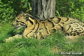 Attēlu rezultāti vaicājumam “Leptophlebia nebulosa”