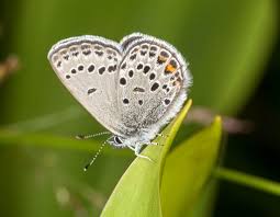 Attēlu rezultāti vaicājumam “Vacciniina optilete underside”