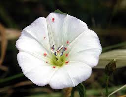 Attēlu rezultāti vaicājumam “Convolvulus arvensis flower”