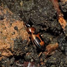 Attēlu rezultāti vaicājumam “Badister bullatus”