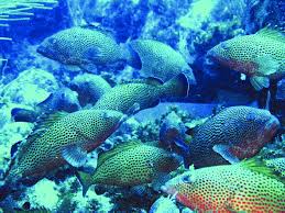 Image result for Epinephelus guttatus