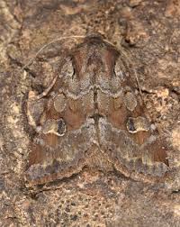 Attēlu rezultāti vaicājumam “Apamea sordens”