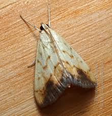 Attēlu rezultāti vaicājumam “Evergestis extimalis”