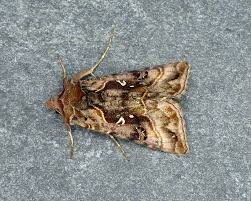 Attēlu rezultāti vaicājumam “Autographa pulchrina”