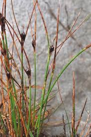 Attēlu rezultāti vaicājumam “Juncus squarrosus fruit”