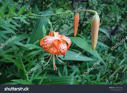 Attēlu rezultāti vaicājumam “Lilium lancifolium bud”