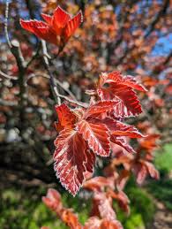 Attēlu rezultāti vaicājumam “Fagus sylvatica fo. purpurea leaf”