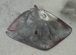 Image result for Hypanus americanus