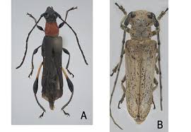 Attēlu rezultāti vaicājumam “Cerambycidae”