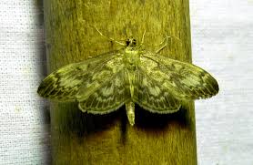 Attēlu rezultāti vaicājumam “Anania lancealis”