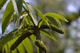 Attēlu rezultāti vaicājumam “Pterocarya fraxinifolia leaf”