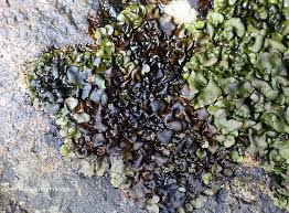 Attēlu rezultāti vaicājumam “Dermatocarpon luridum”